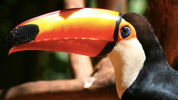 amazon-brazilian-bird-radio-brazil-toco toucan-tucanucu-brasil
